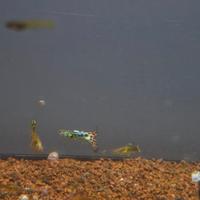 Pesci Guppy misti