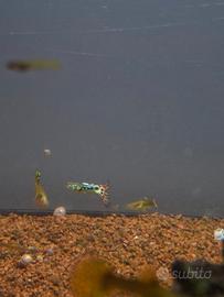 Pesci Guppy misti