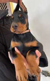 Dobermann Cuccioli