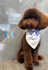 Barboncino nano per monta