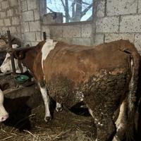 Vacche pezzate rosse