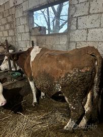 Vacche pezzate rosse