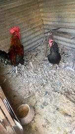 Galline