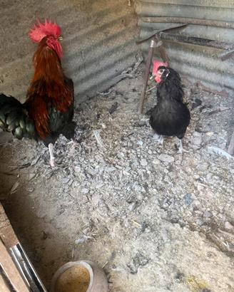 Galline