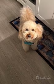 Barboncino monta accoppiamento