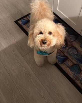 Barboncino monta accoppiamento