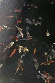 Carpe koi