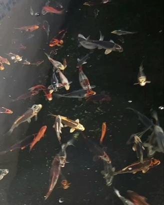 Carpe koi