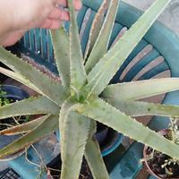 Pianta di aloe chinensis di 5 anni resistente