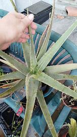 Pianta di aloe chinensis di 5 anni resistente