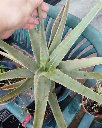 Pianta di aloe chinensis di 5 anni resistente