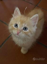 Gattini siberiani