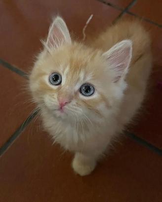 Gattini siberiani