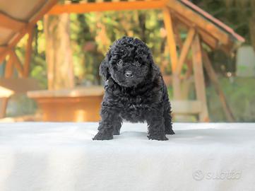 Cucciola di barboncino di colore nero