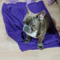 Bulldog Francese