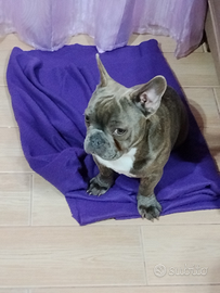 Bulldog Francese
