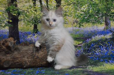 Gatti Siberiani ipoallergenici con pedigree