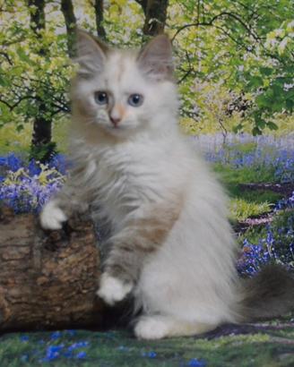 Gatti Siberiani ipoallergenici con pedigree