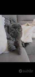 Gatto scottish
