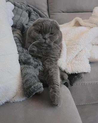 Gatto scottish