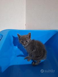 Melissa gattina 2 mesi