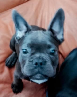 Cuccioli Bulldog francese