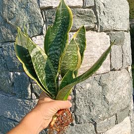 Sanseveria