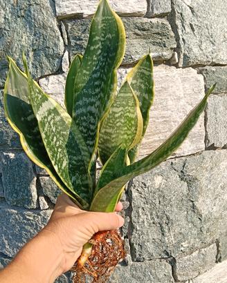 Sanseveria