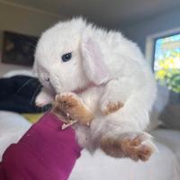 Ariete nani cuccioli