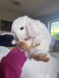 Ariete nani cuccioli