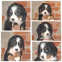 Cuccioli bovaro del bernese