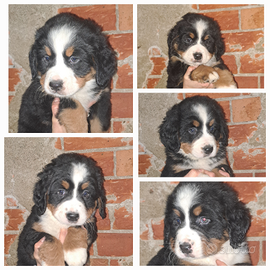 Cuccioli bovaro del bernese