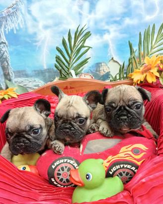 French Buldog  Piccola Taglia--Pedigree Enci 