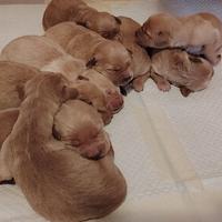 Cuccioli Golden Retriever