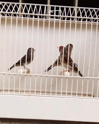 Femmine di ibrido Cardellino x Canarino