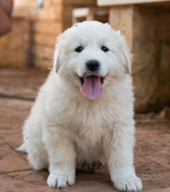 Cuccioli di pastore maremmano abruzzese