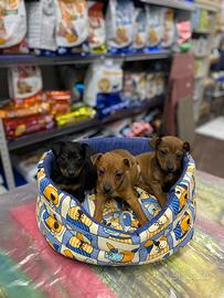 Pinscher toy maschio e femmina