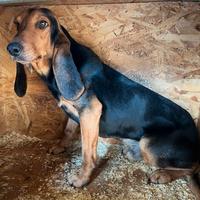 Segugio del giura da cinghiale