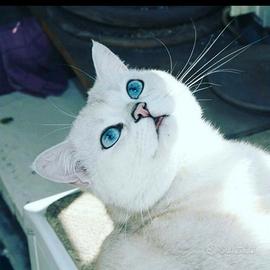 British Shorthair Silver Chinchilla maschio 3anni