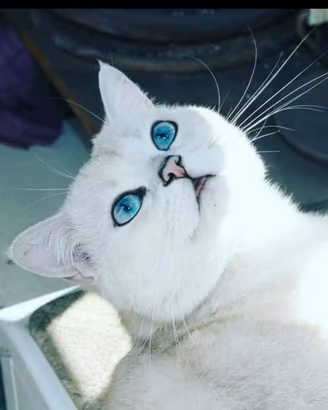 British Shorthair Silver Chinchilla maschio 3anni