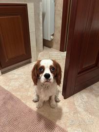 cavalier king 2 anni