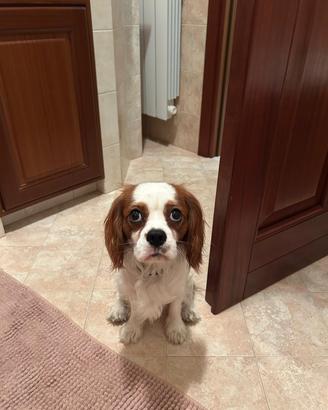 cavalier king 2 anni