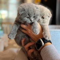 Scottish fold