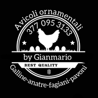Galline e altro