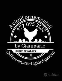 Galline e altro