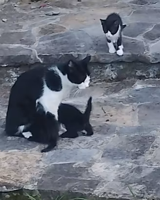 Gattini 