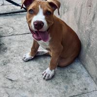 Pit bull american terrier
