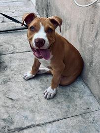 Pit bull american terrier