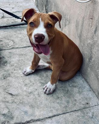 Pit bull american terrier