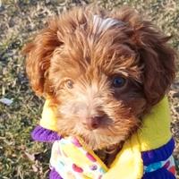 Maltipoo femmina minitoy con occhi verdi